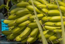 Photo of “اونسا”  تدخل على خط تسمم فاكهة الموز