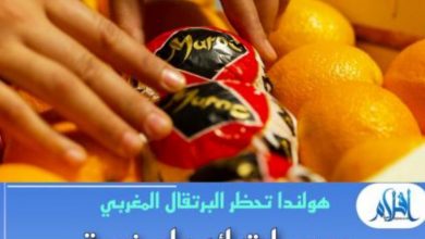 Photo of منع تسويق البرتقال المغربي بالخارج بسبب مبيد “الكلوربيريفوس”