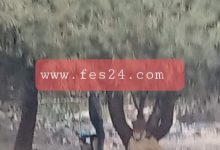 Photo of رجل ينهي مشوار حياته بالانتحار شنقا عند غصن شجرة